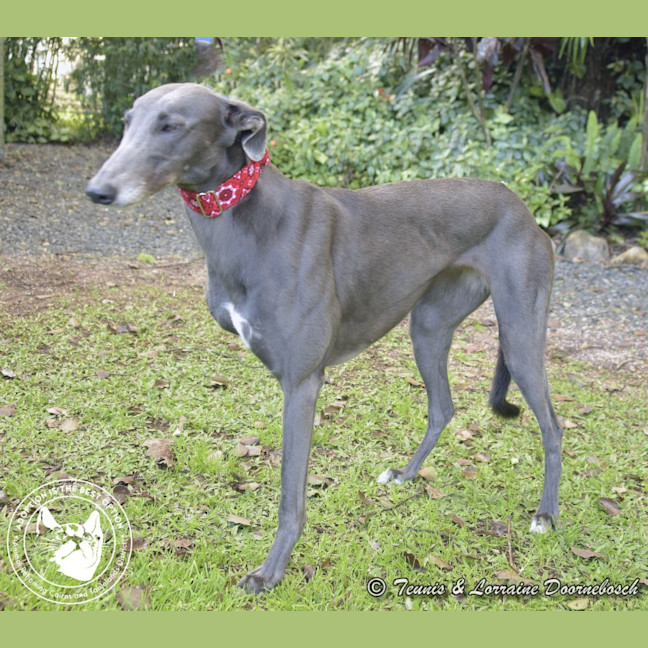 Photo of Sara (No Billy Tea)