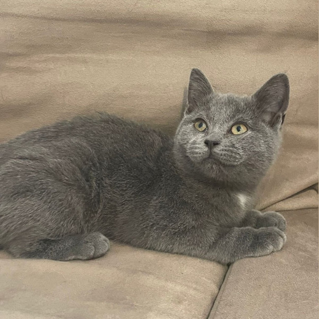 Photo of Dione