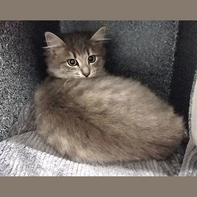 Photo of Pepper