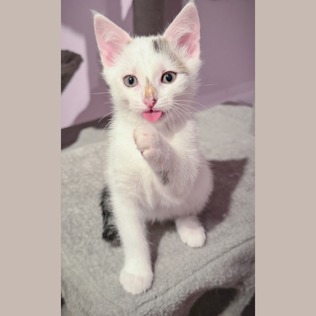 Photo of Toulouse