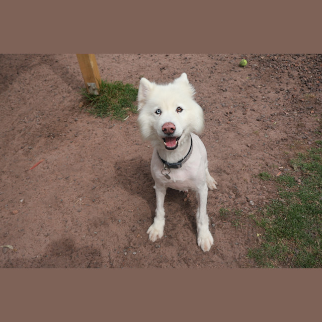 Photo of Lucky