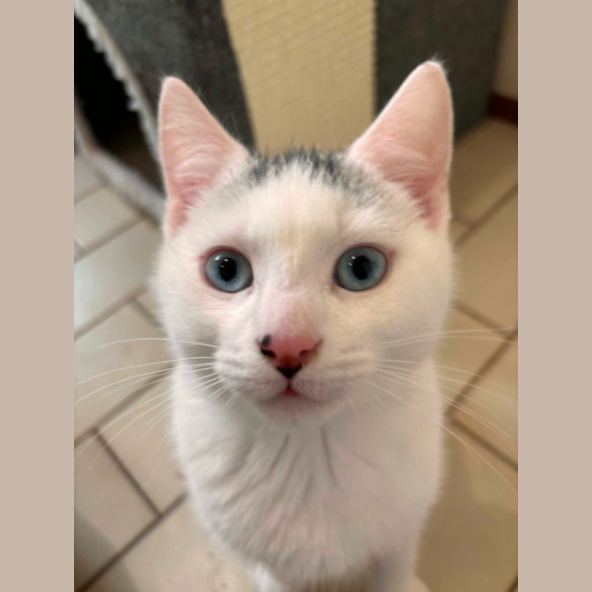 Photo of Snowball