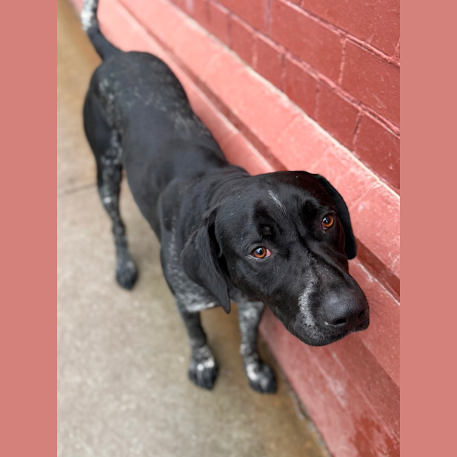 Photo of Diesel