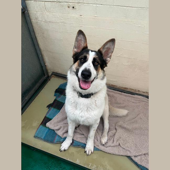 Photo of Panda (64437)