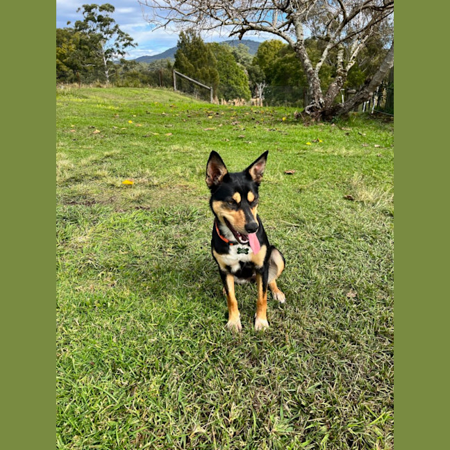 Photo of Ziva