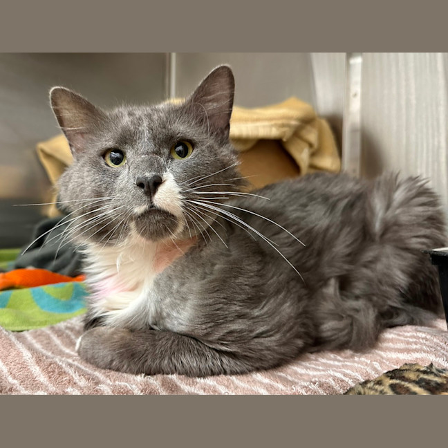 Photo of Smudge
