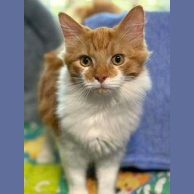 Photo of Oliver