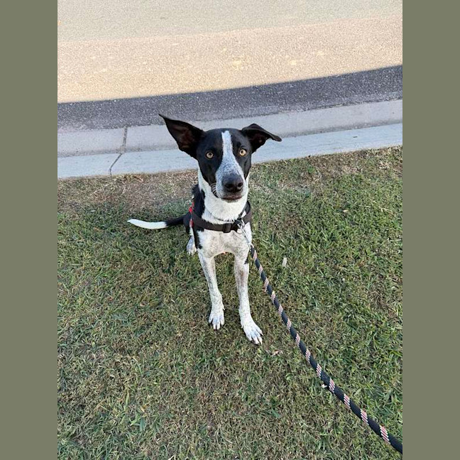 Photo of Cosmo