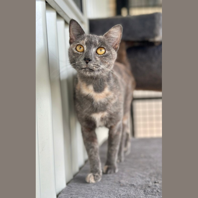 Photo of Coco