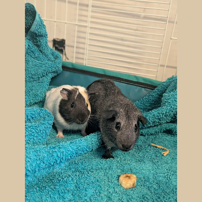 Photo of Penny