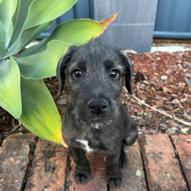 Photo of Stanley