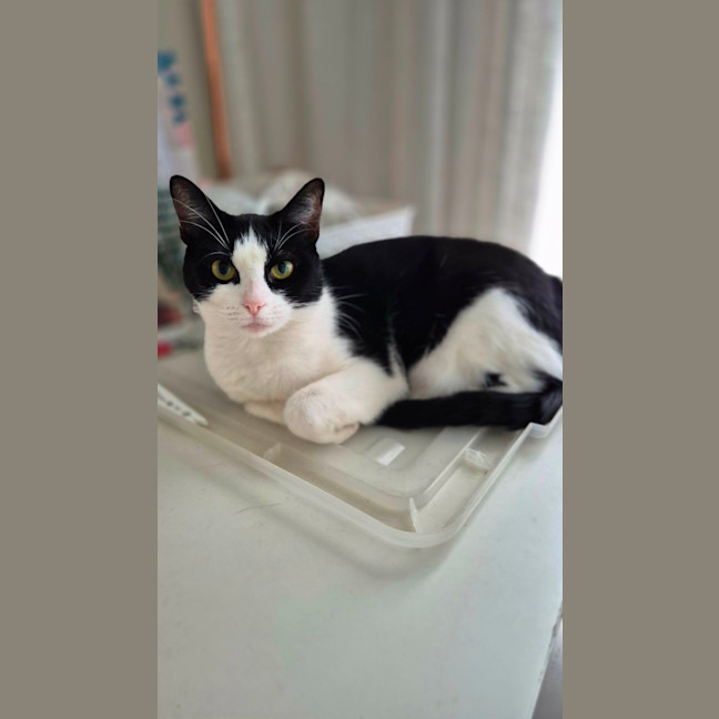 Photo of Flick 