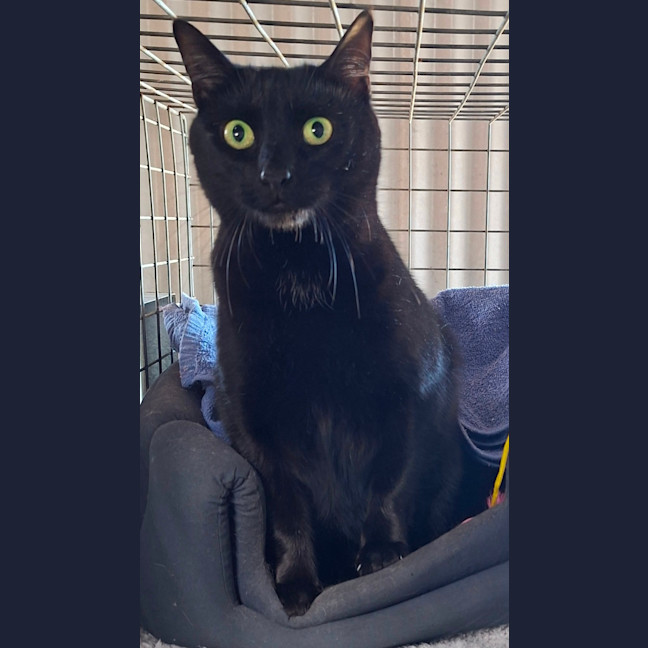 Photo of Midnight