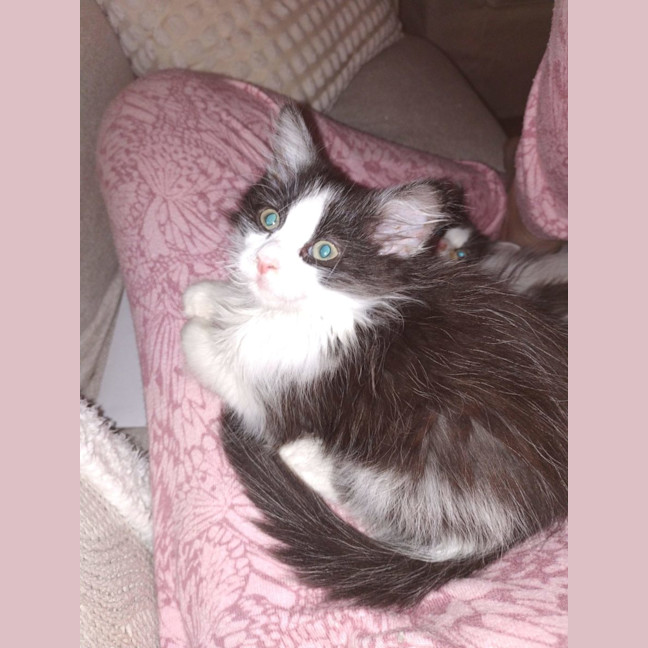 Photo of Biscuit, Oreo And Cookie