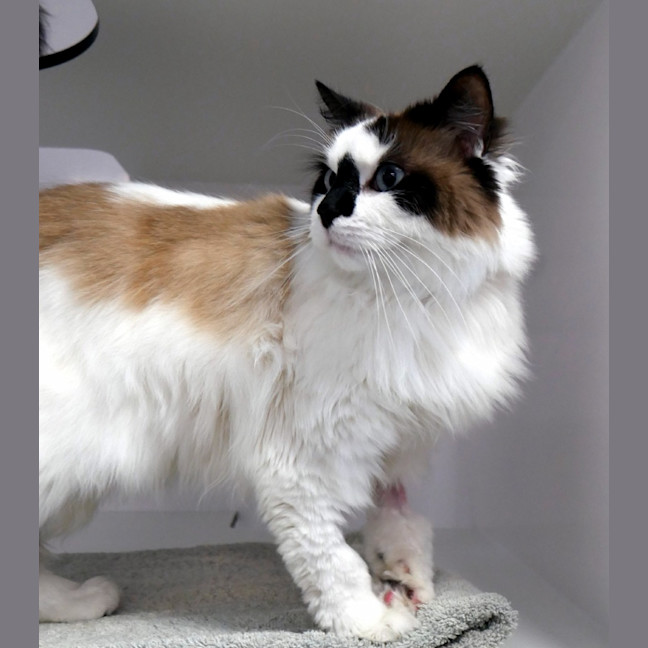 Photo of Atticus Sua012961