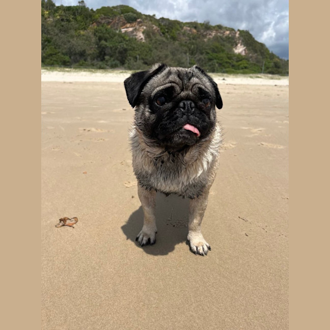 Photo of Milo And Cheeky 🐶