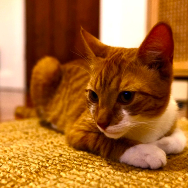 Photo of Benji And Thor