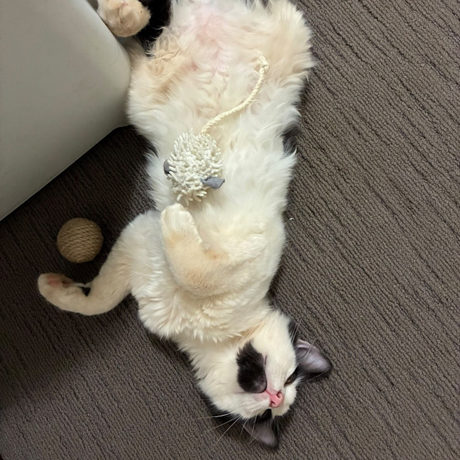 Photo of Kobe