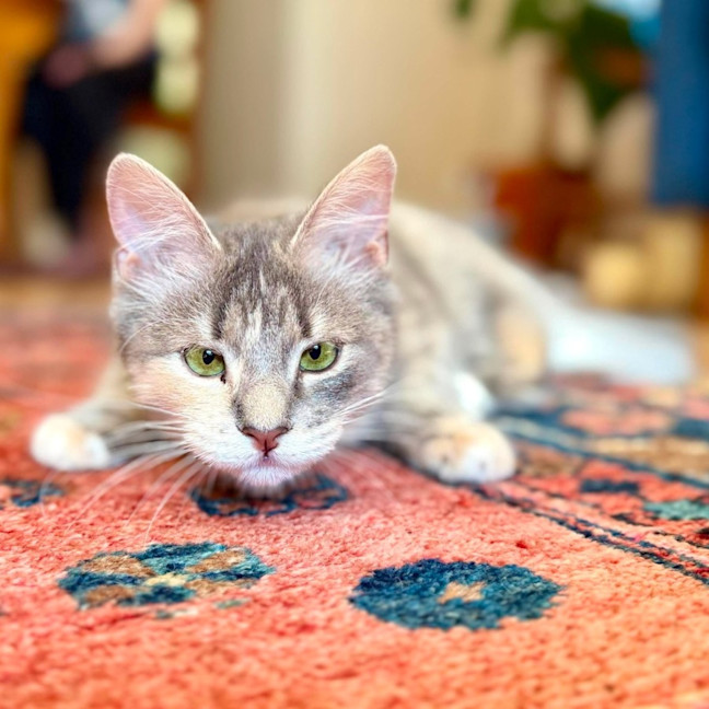 Photo of Dimity   In Foster Caer In Brunswick East
