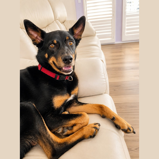 Photo of Cooma   6 Year Old Kelpie