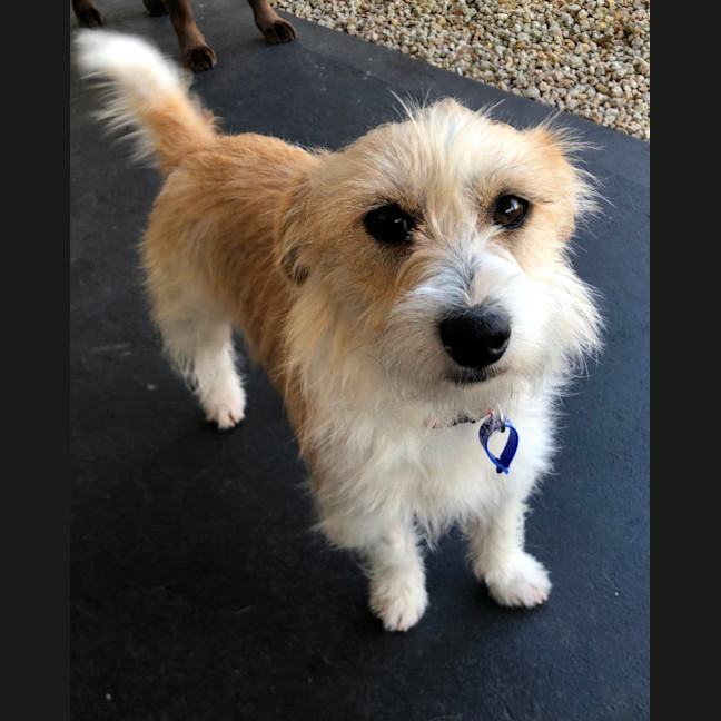 Photo of Luisa   19 Month Old Jack Russell X (Trial)