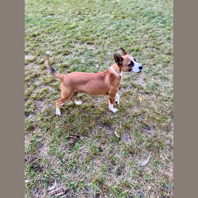 Photo of Baxter Biggles