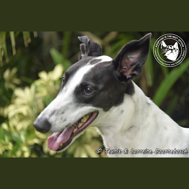 Photo of Minnie (Racing Name Mischievous Mini)