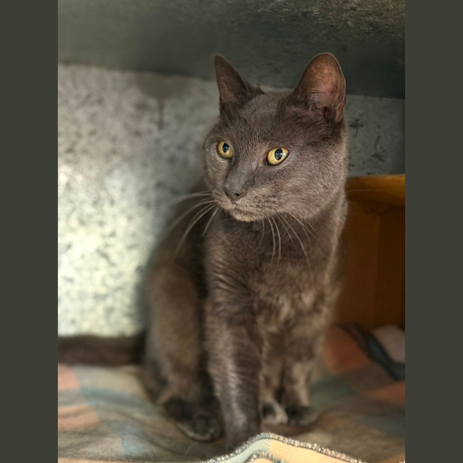 Photo of Puss