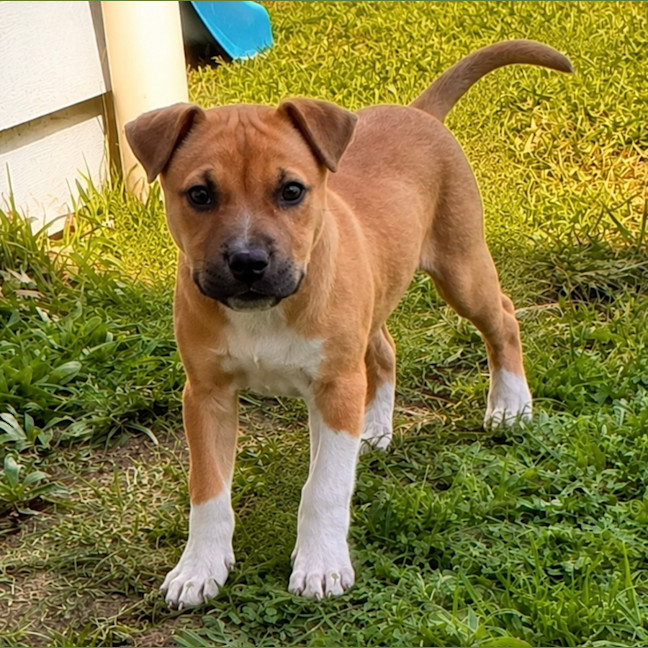 Photo of Otis