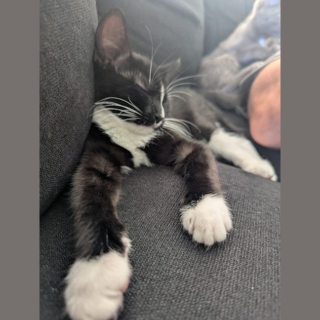 Photo of Nyx