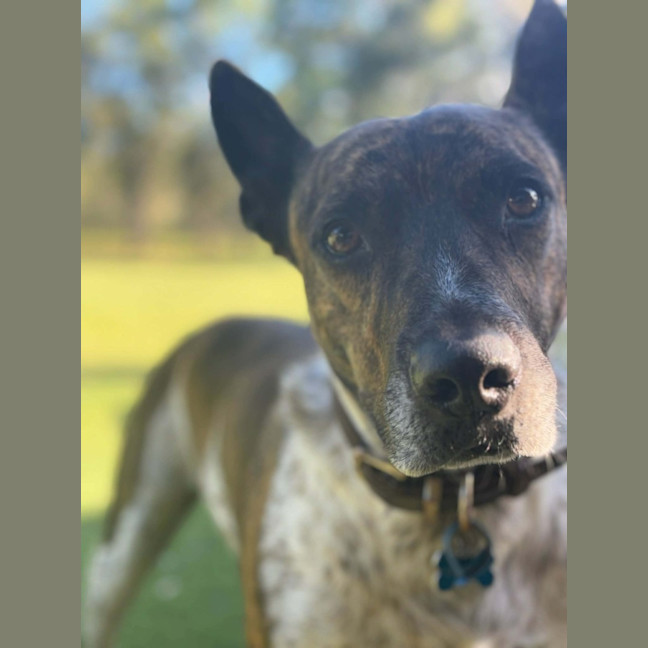 Photo of Koda 