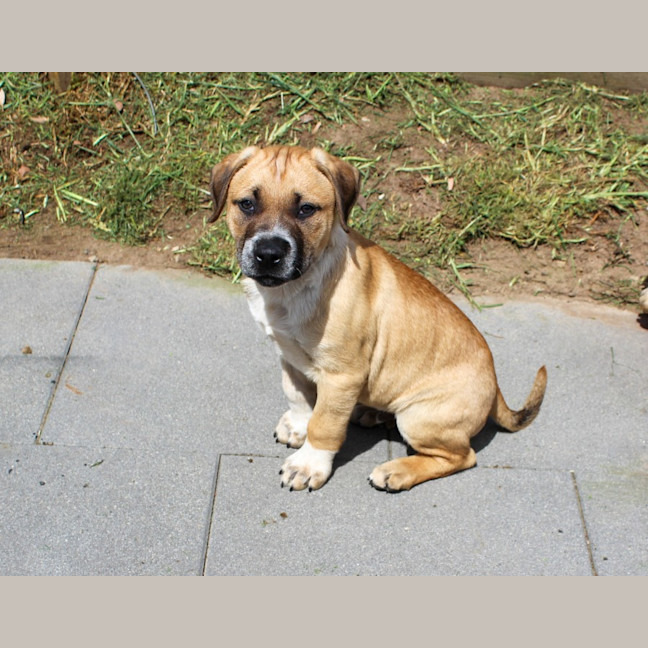 Photo of Barney   8 Week Old Mastiff X (Trial)