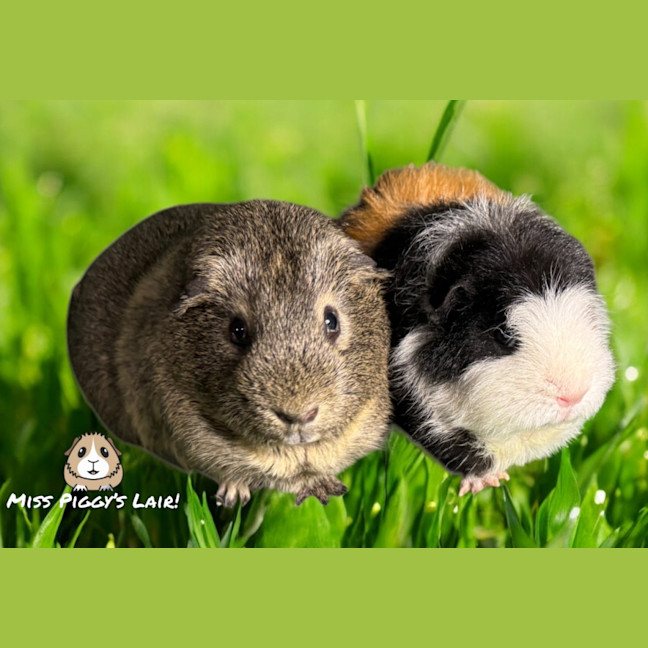 Photo of Pig & Fluffy