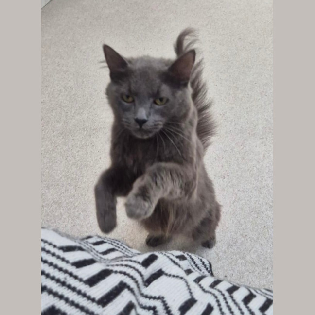 Photo of Delilah (9962)