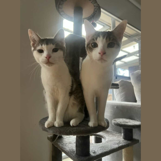 Photo of Mr Mini *9 Lives Project Rescue*