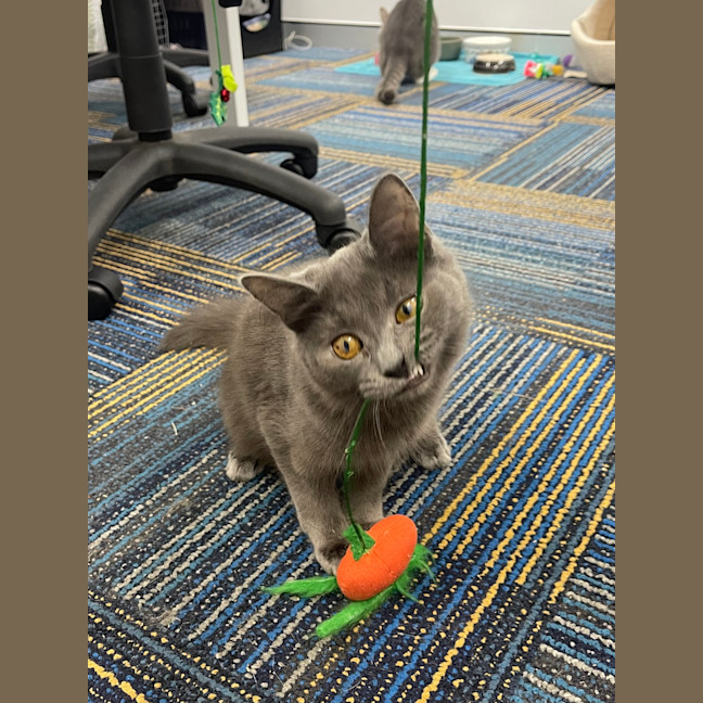 Photo of Schrodie