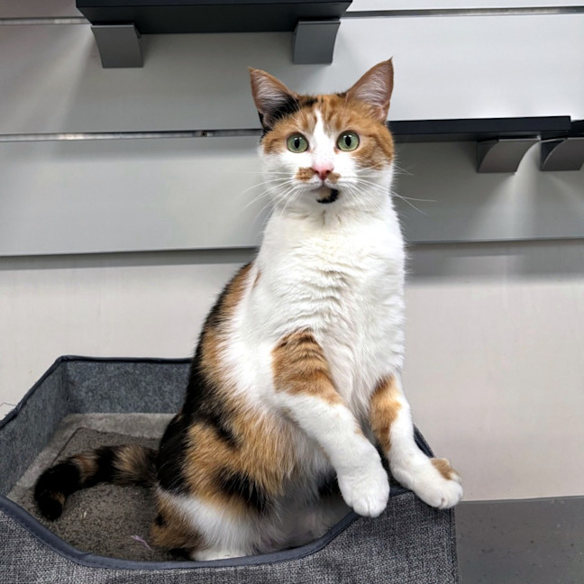 Photo of Keisha Sta014144