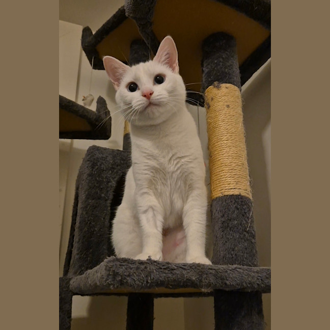 Photo of Bella