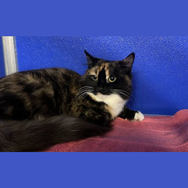 Photo of Luna