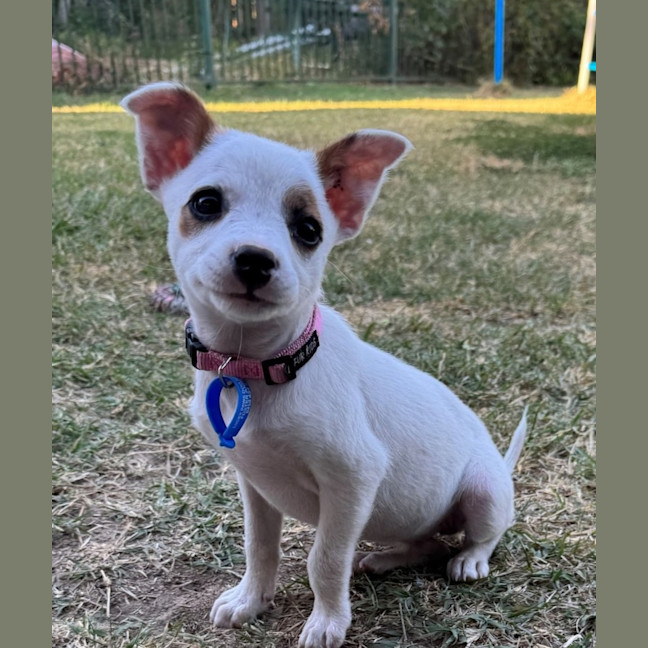 Photo of Pixie