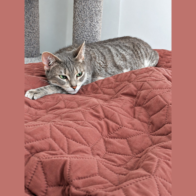 Photo of Biscotti