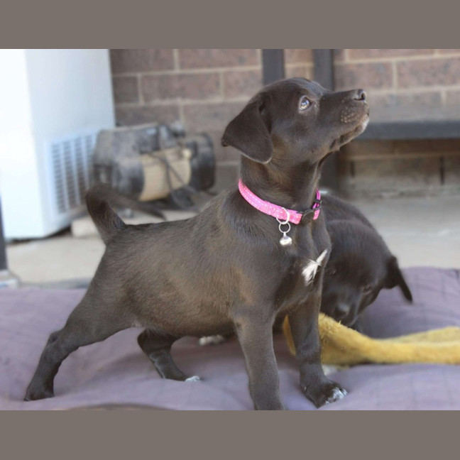 Photo of The Hawaiian Girls!