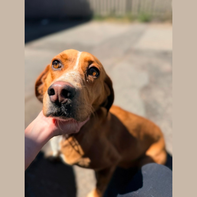 Photo of Daisy