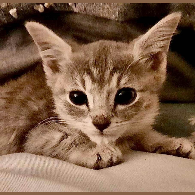 Photo of Birdie (K45)