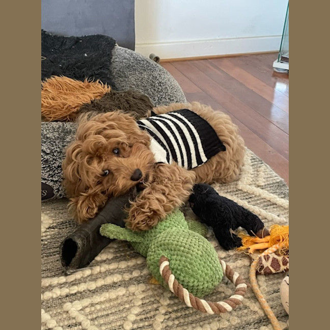 Photo of Darcy