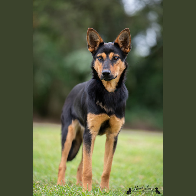 Photo of Phoebe