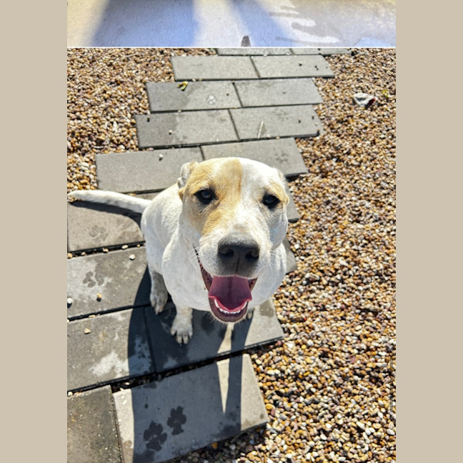 Photo of Daisy 