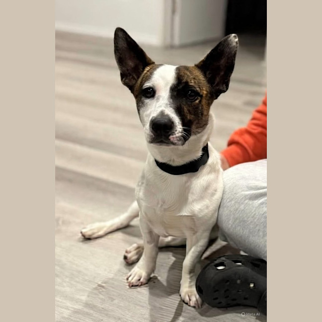 Photo of Turbo