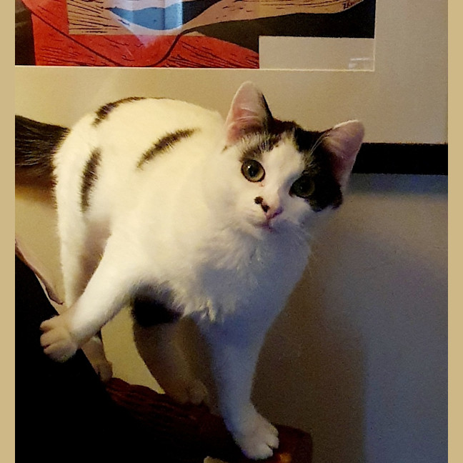 Photo of Dolly
