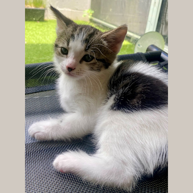 Photo of C1380 Callie